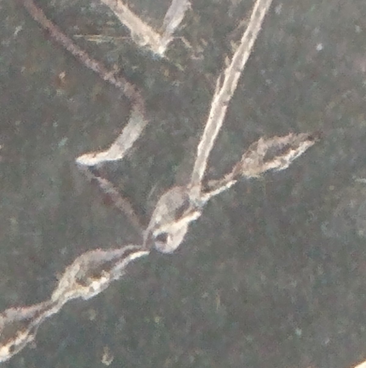 1955-Silver-Dollar-Struck-Through-Wire-On-Obverse-Close-Up-Pictures