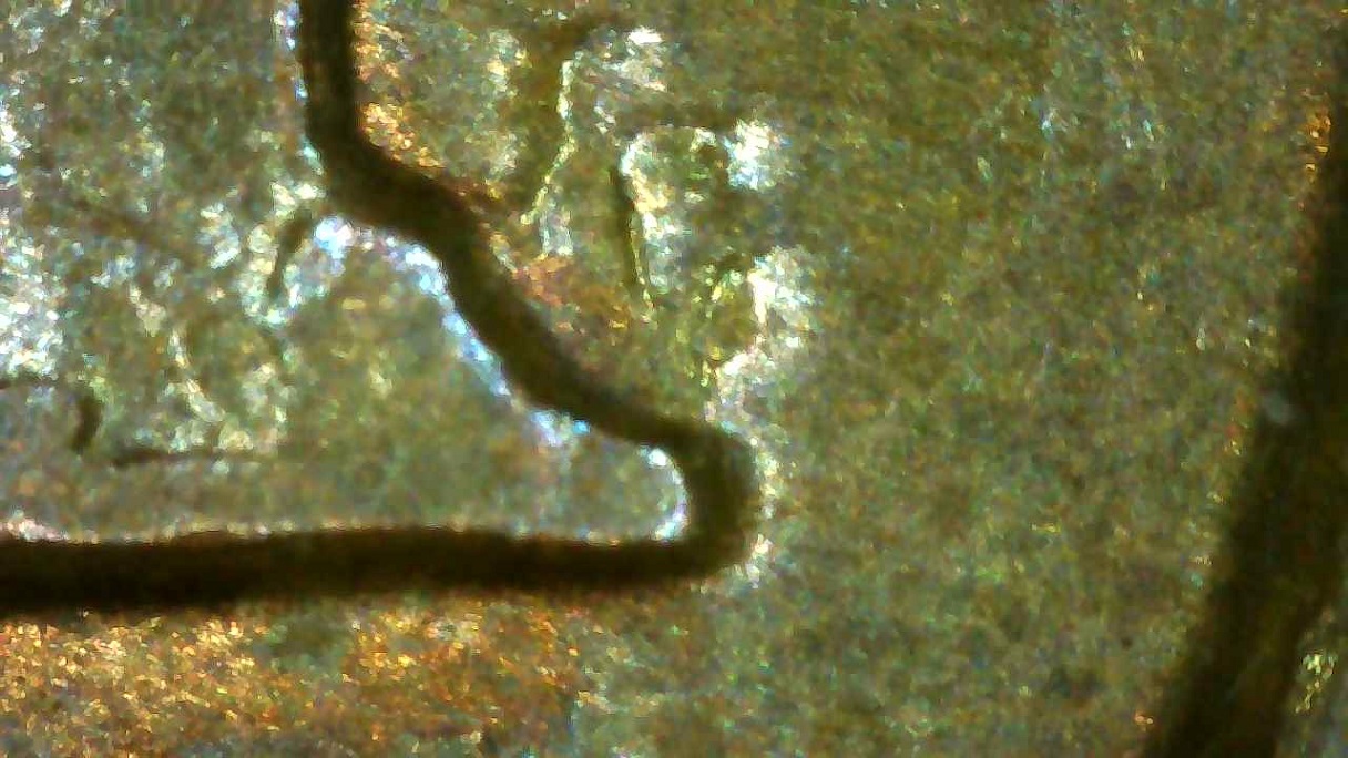 1972-D-LMC-Critter-Crawling-Up-Column,-Cud-Or-Chip?