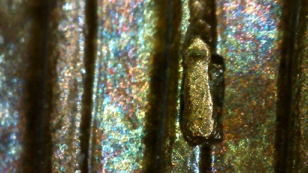 1972-D-LMC-Critter-Crawling-Up-Column,-Cud-Or-Chip?