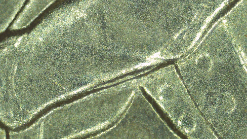 2016-P-Fort-Moultrie-Quarter-Doubling-Under-Sleeve