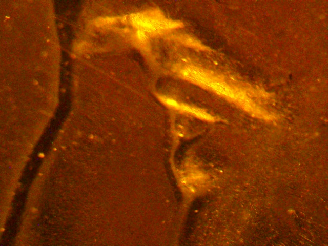 2000-P-Quarter-Massachusetts-----How-Can-One-Determine-A-Doubled-Eye?