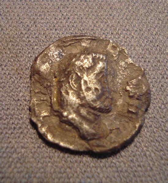 To-Be-Siliqua,-Or-Not-Be-A-Siliqua,-That-Is-The-Question.