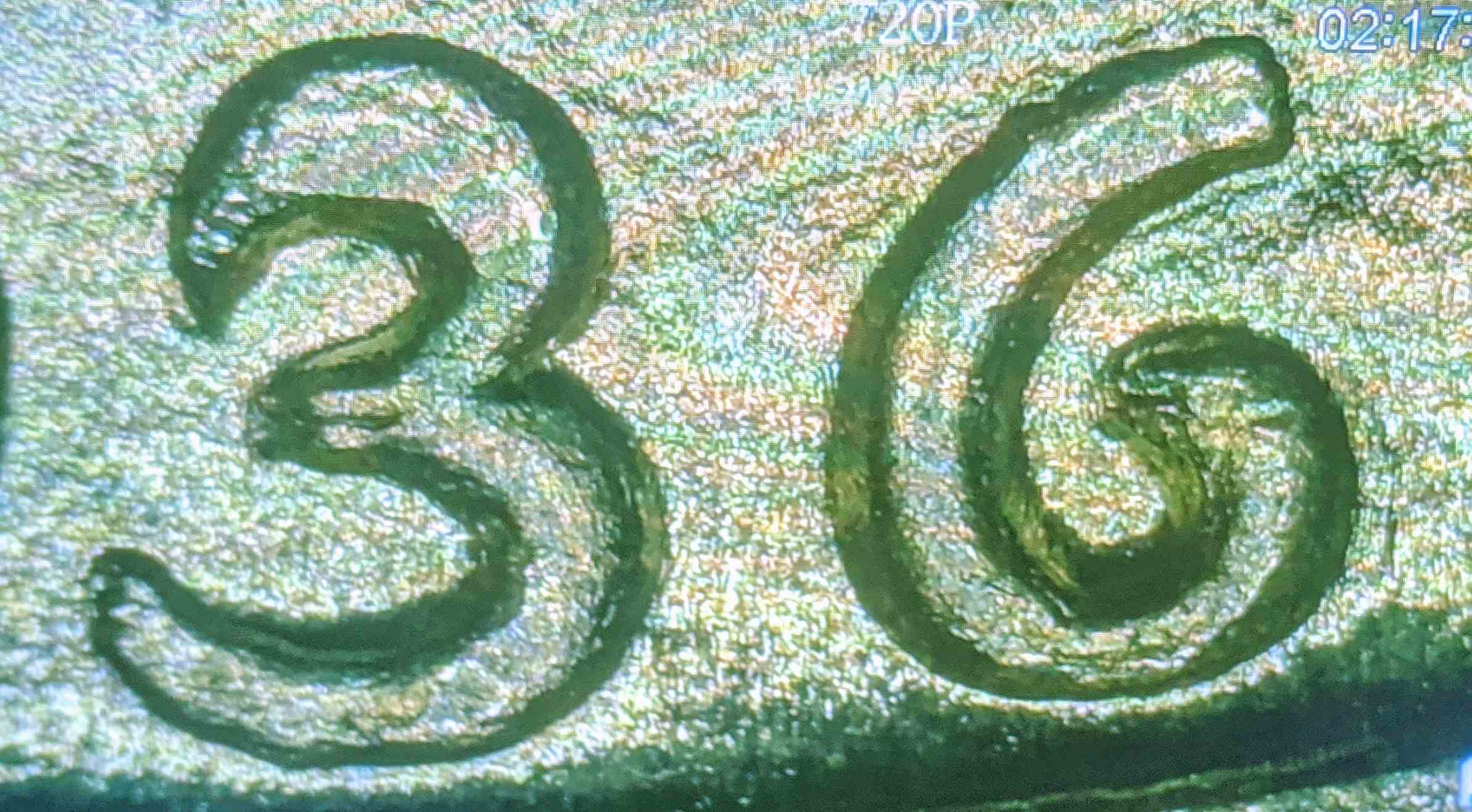 1936-D-Walking-Liberty-Half-DDO?-Doubling-On-Date