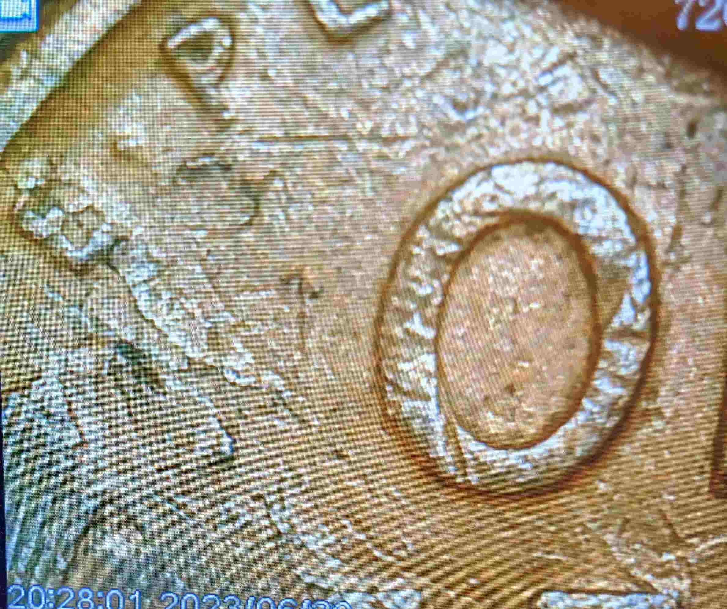 1923-S-Wheat-Penny---Some-Kind-Of-Error?