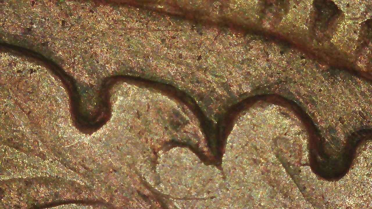 1906-Indian-Head-Penny-With-Potential-DDO-/-DDR?
