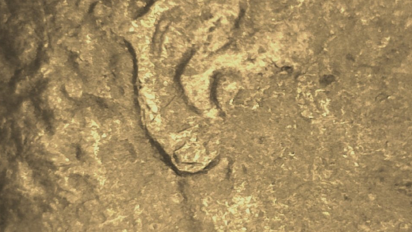 1988-Penny-Strong-Ear-Protruding?