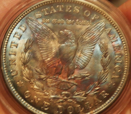 Any-Experts-On-Toned-Morgans?
