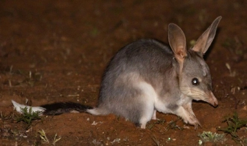 Post-Your-Coins-Featuring-Marsupials