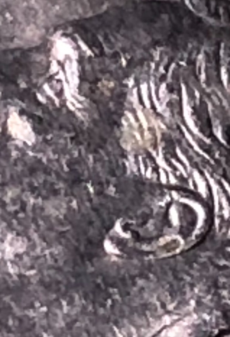 2005-D/D-Roosevelt-Dime-Showing-DDO-And-DDR