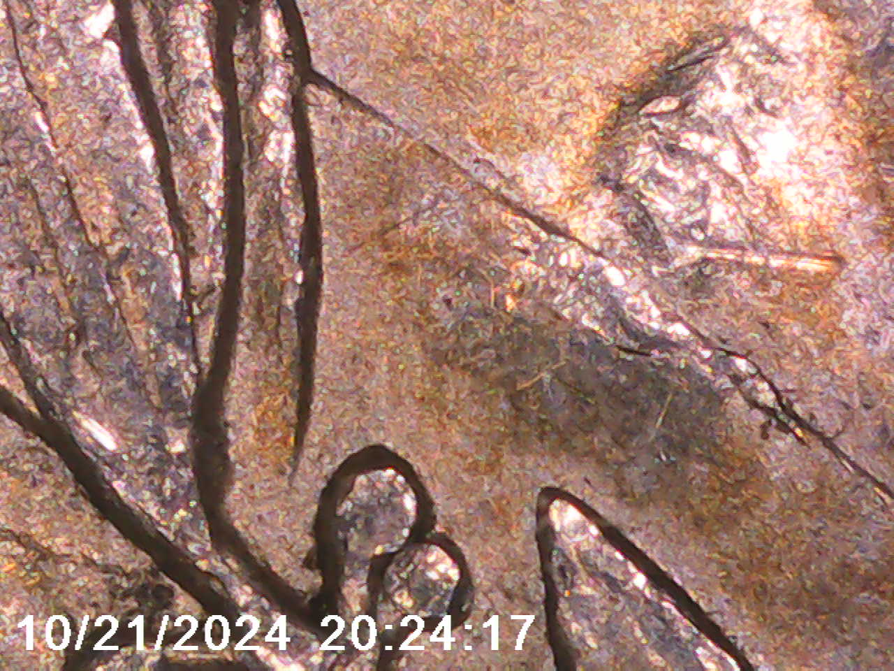 1891-O-Morgan-Silver-Dollar---VAM-1A2-Or-1A3?