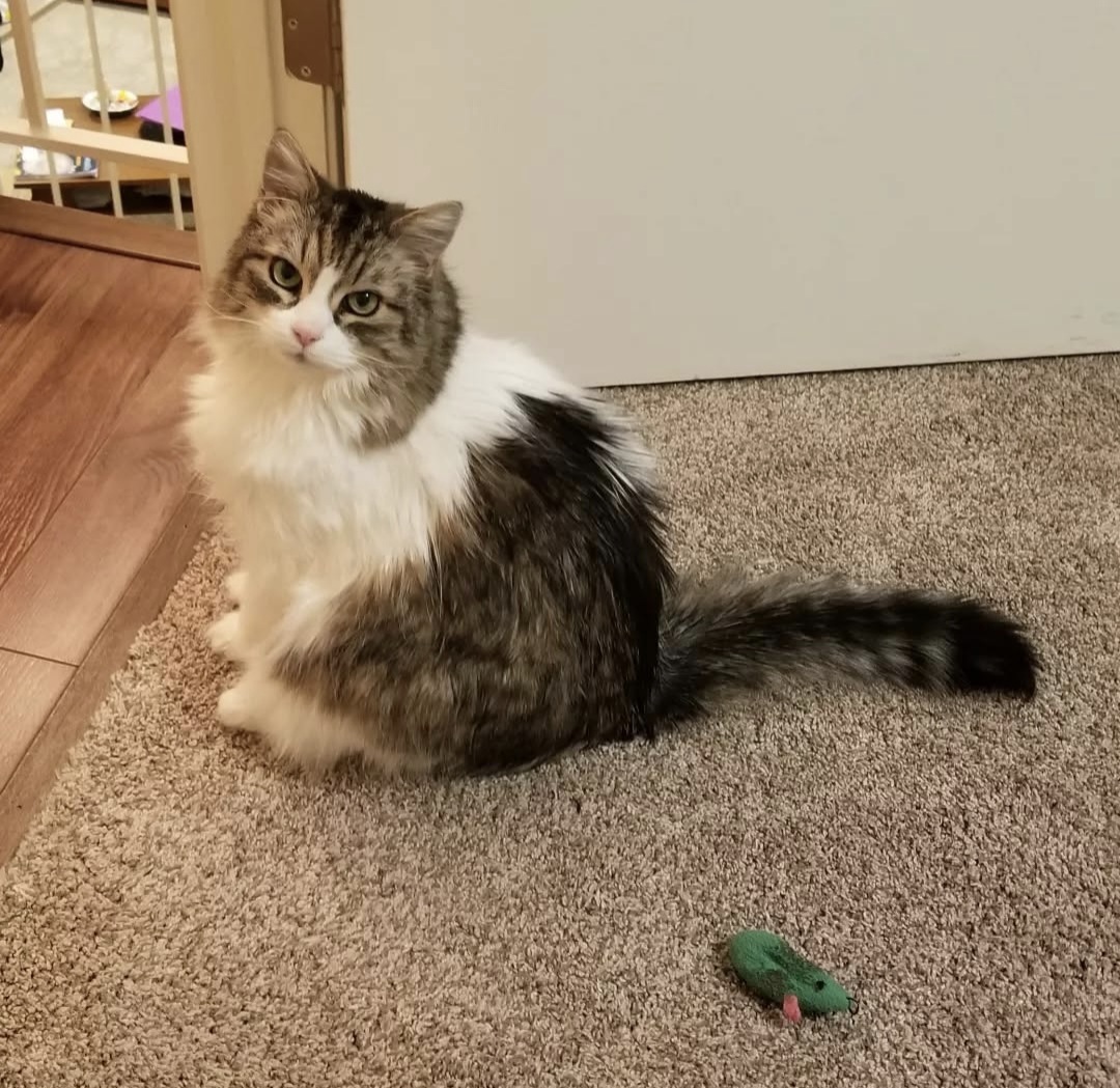 Had-To-Put-Our-17-Year-Old-Cat-Lynxsy-Down-Today-:-