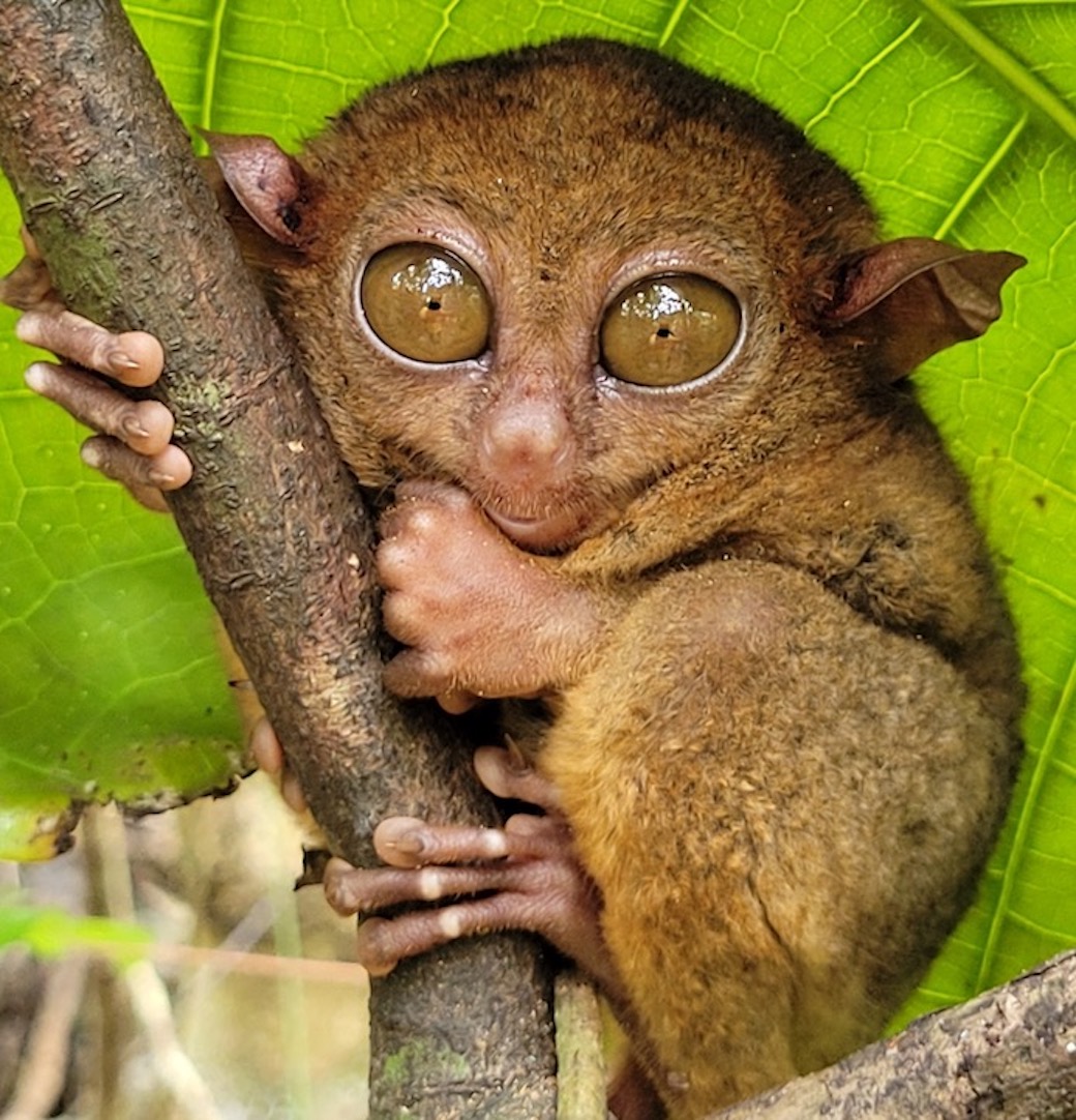 Monkeys-And-Other-Primates-On-Banknotes