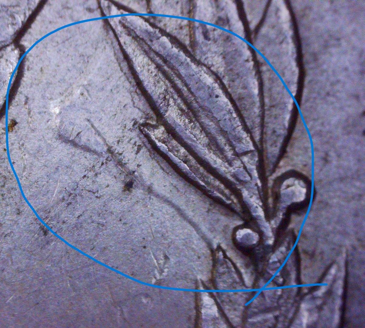 1884-0-Morgan-VAM-37-A2-?