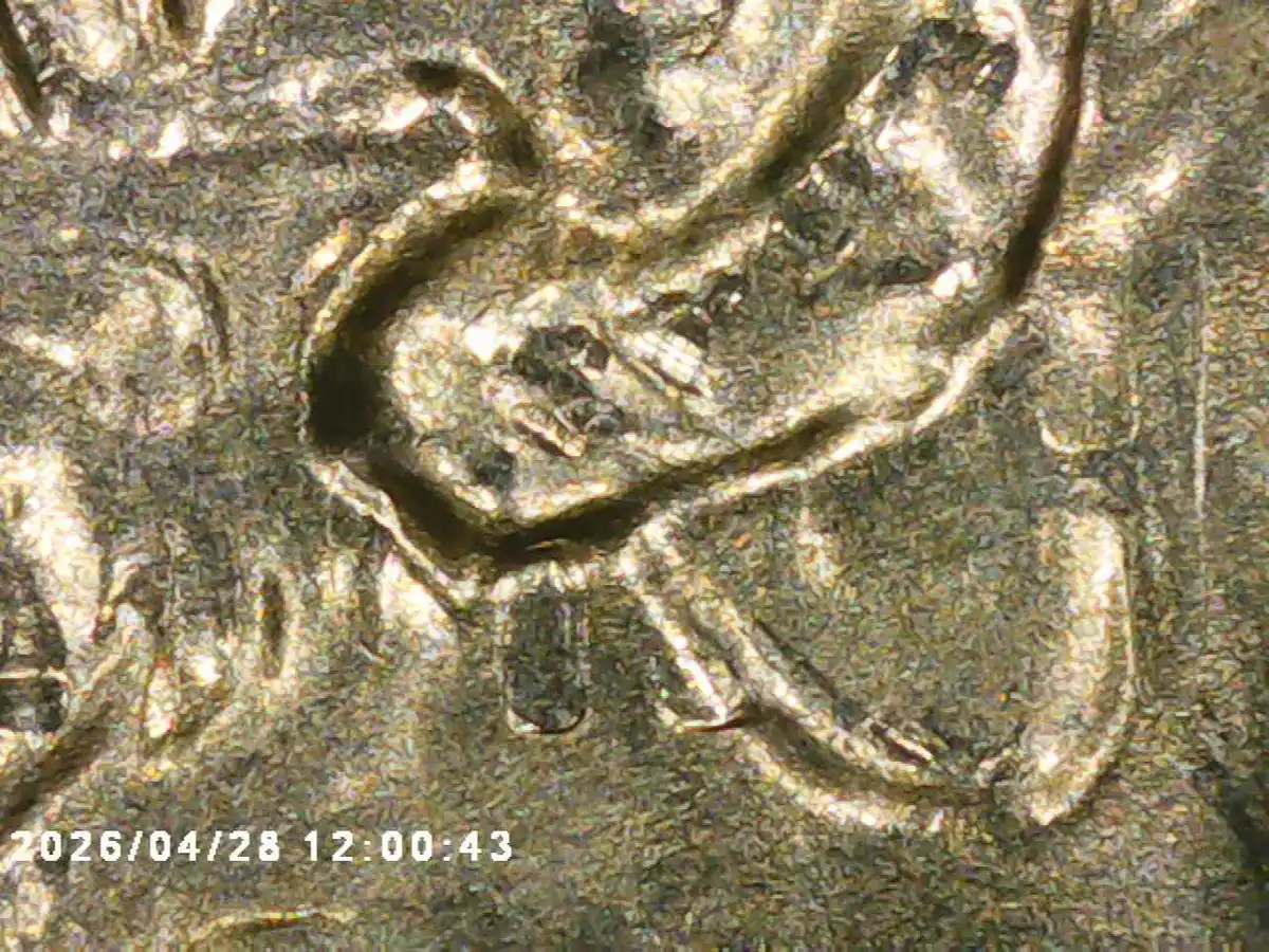 Yldcoin's-Quarter-Roll-Finds