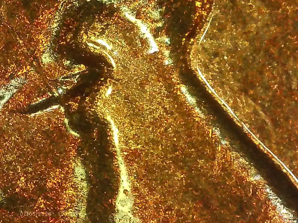 1955-S-Wheat-Cent-Suspected-RPMm-And-Double-Die-Errors-Trying-To-Confirm-And-Identify-Errors