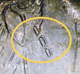 2011-P-Nickel-Weird-Marks-Please-Help