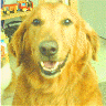 grovey's Avatar