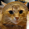 MeowtheKitty's Avatar