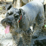 schnauzer's Avatar