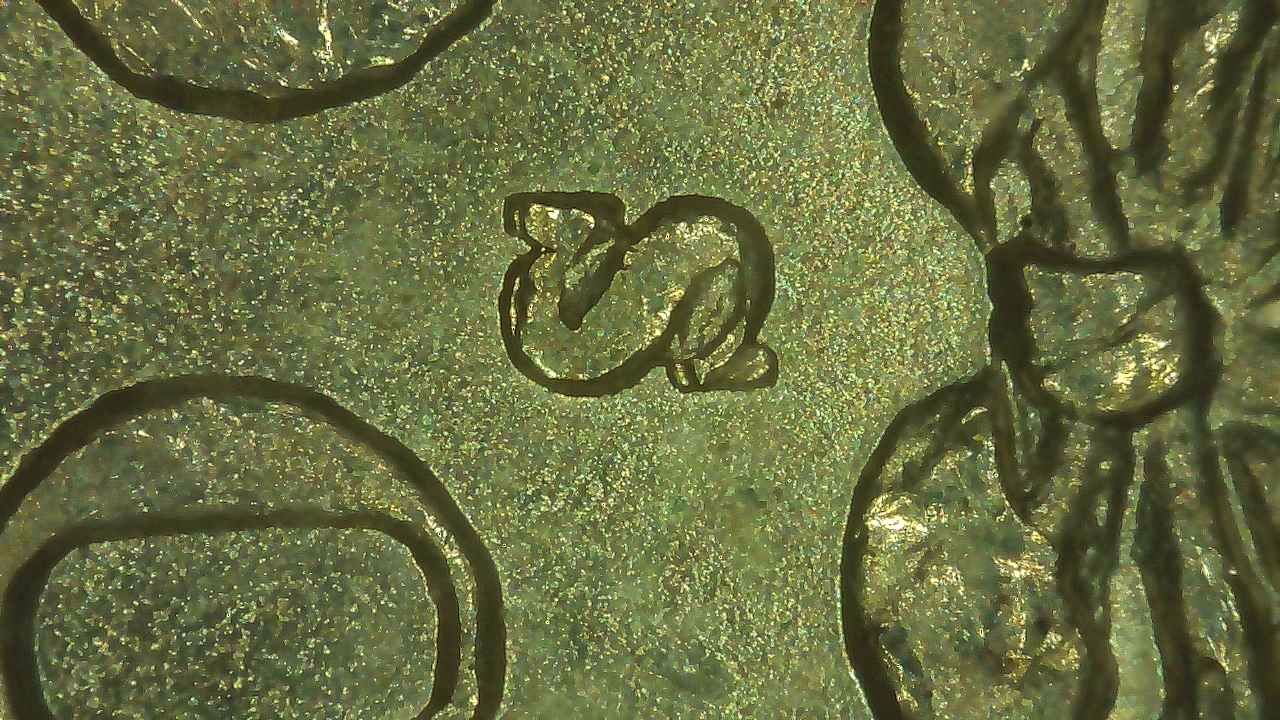 1885-S-VAM-1,-Doubled-MM-Or-RPM?