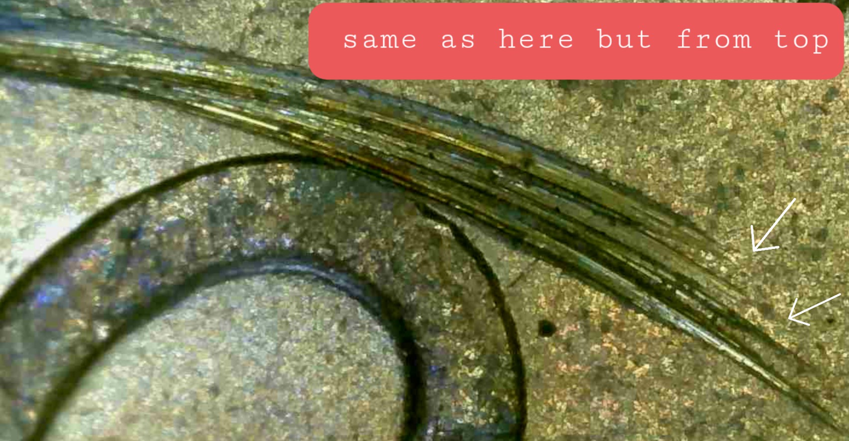 1945-DDR-Penny-Extra-Wheat-Stalks?