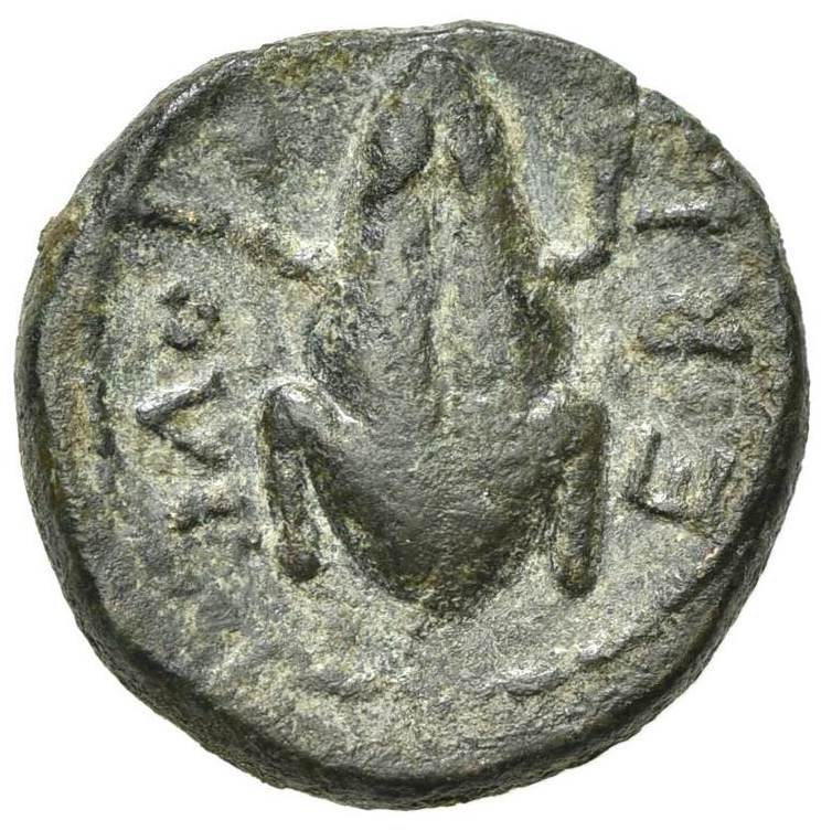 Frog-On-A-Greek-Coin-For-A-Froglover