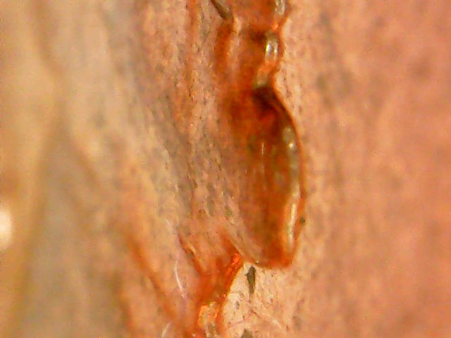 1960-D-LMC-Double-Die?
