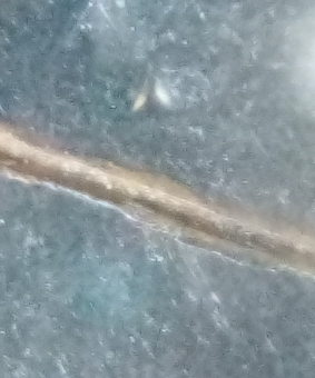 1952-2002-P-Canadian-Quarter-Error-?