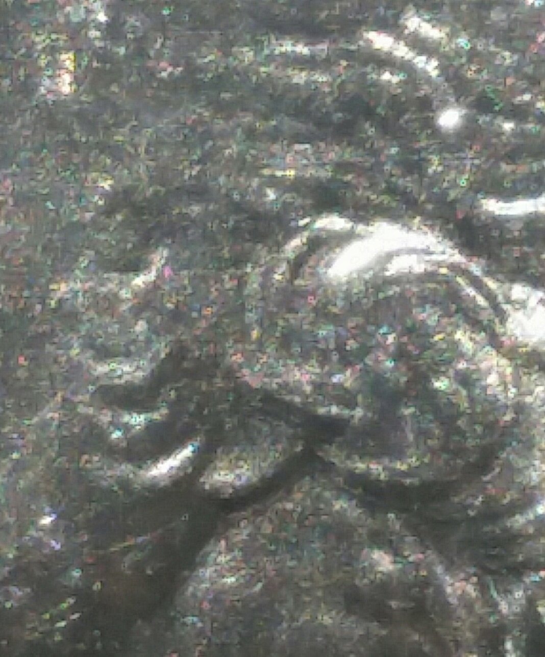 2019-W-Amp-Quarter-For-Grade-Opinion,-Best-Example-Out-Of-50-Finds.