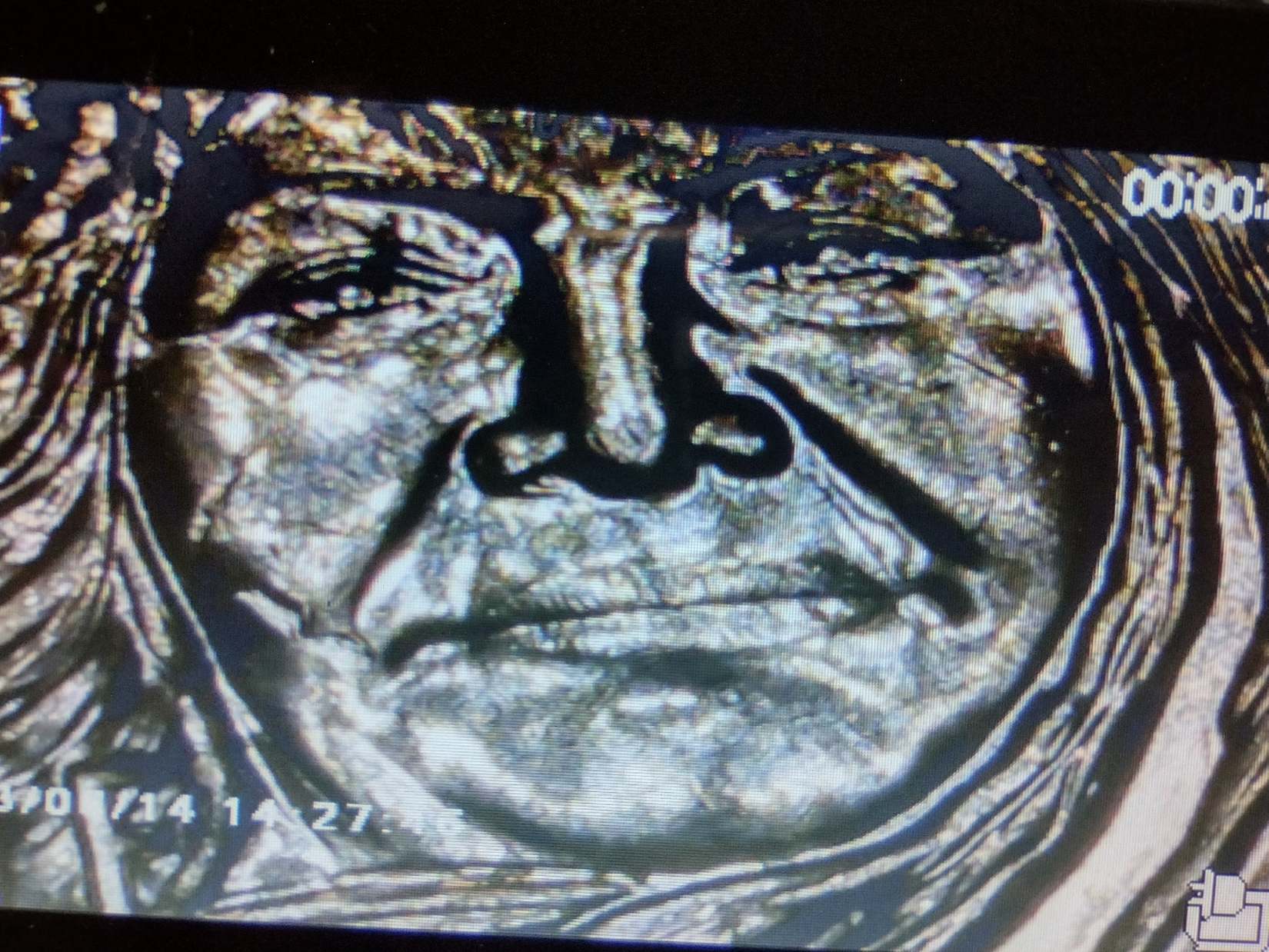 2023-Quarter-D-Kanaka-Scarface
