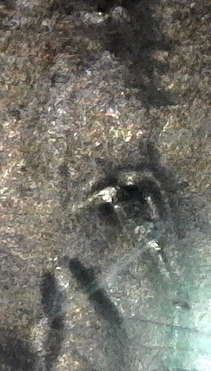 1983-D-DDO-Ear-Identification-&-Question