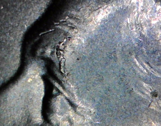 2018-P-Dime-With-Stem-On-Reverse