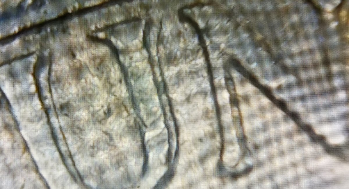 Bicentennial-1976-D-Quarter,-Machine-Doubling-I-Assume?