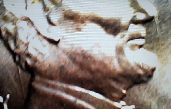 2021-Lincoln-Cent-No-Mint-Mark-With-Die-Breaks?