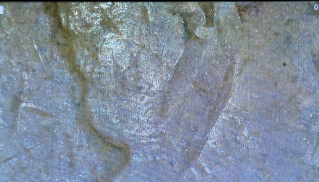 1911-Wheat-Penny-With-Errors
