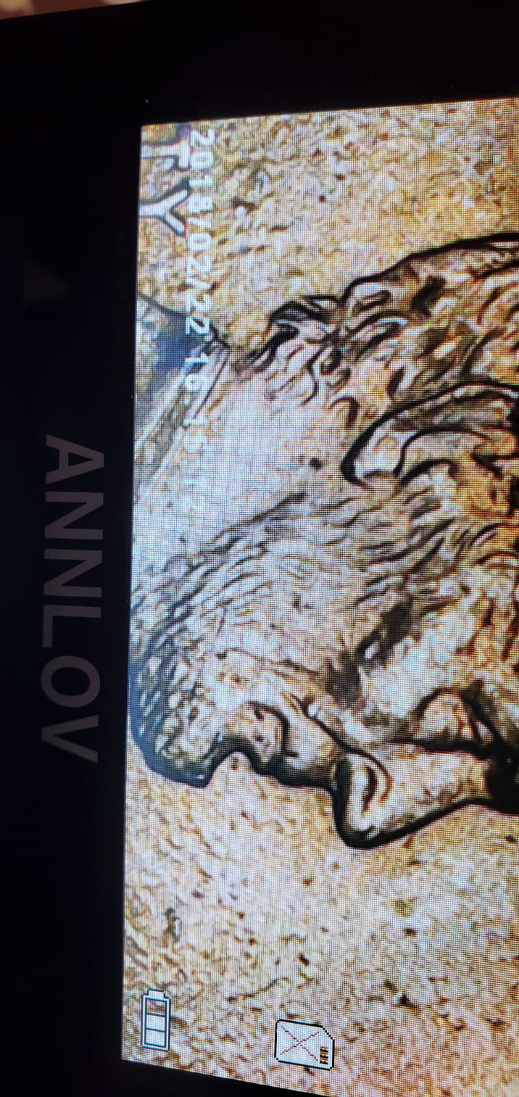 Hair-Error-On-1998-Lincoln-Penny