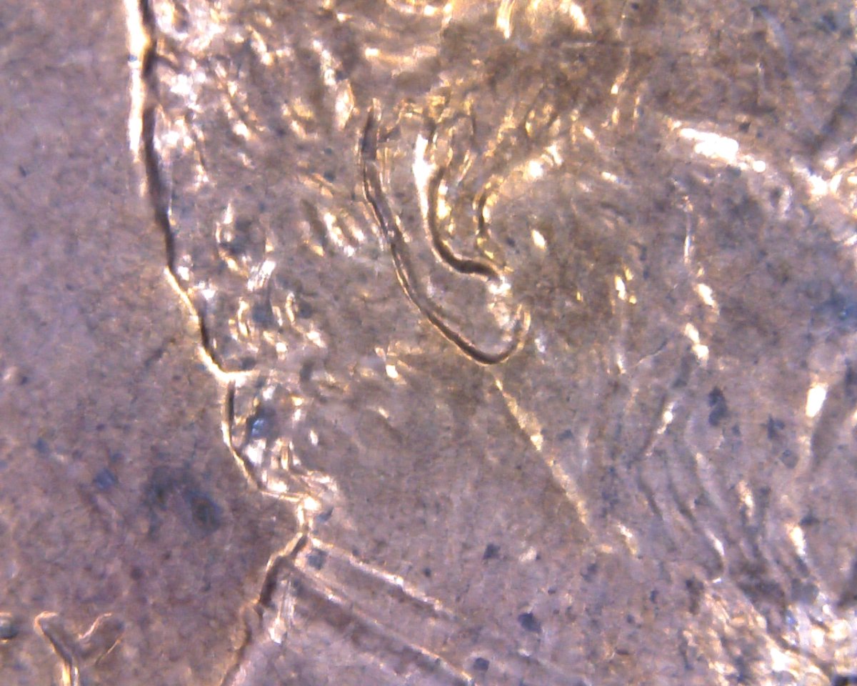 Need-Help-Determining-1997-Doubled-Ear.