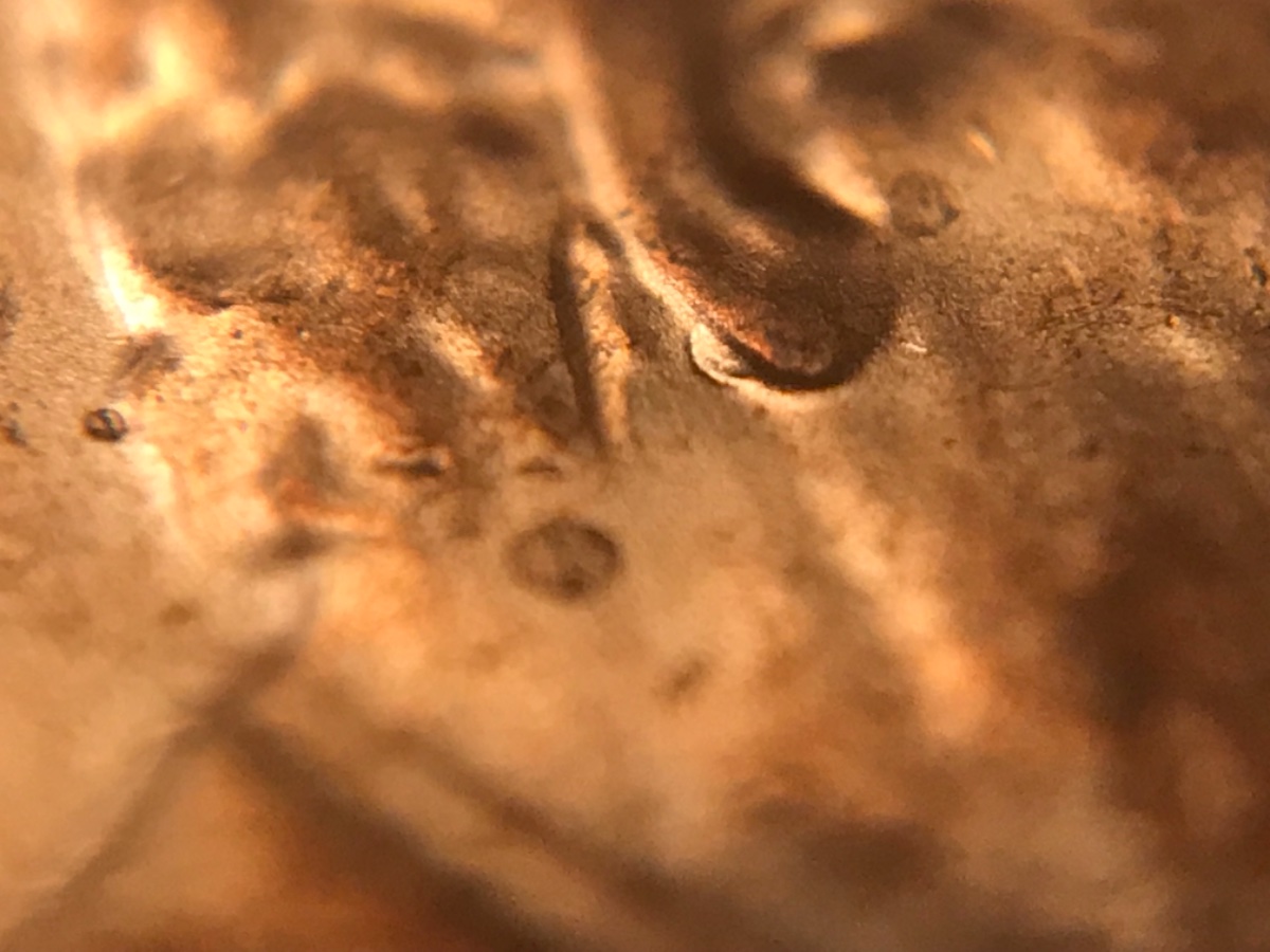 2019-D-LSC--New-Doubled-Ear-Discovery!-Crh