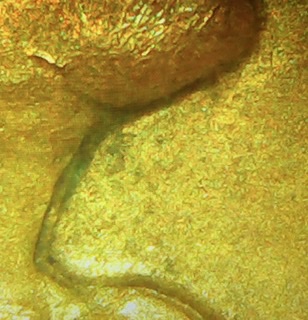 Is-This-A-Doubled-Die-Or-Machine-Doubling?-1964-D-Memorial-Cent