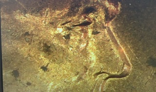 1955-D-Lincoln-Wheat-Cent-Triple-Die-Or-Master-Die-Doubling?-Thank-You!