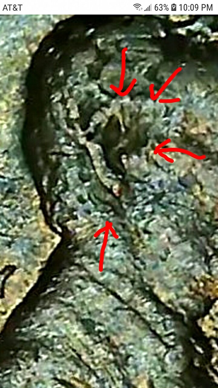 1984-Lincoln-Memorial-Cent.-Possible-Double-Ear?