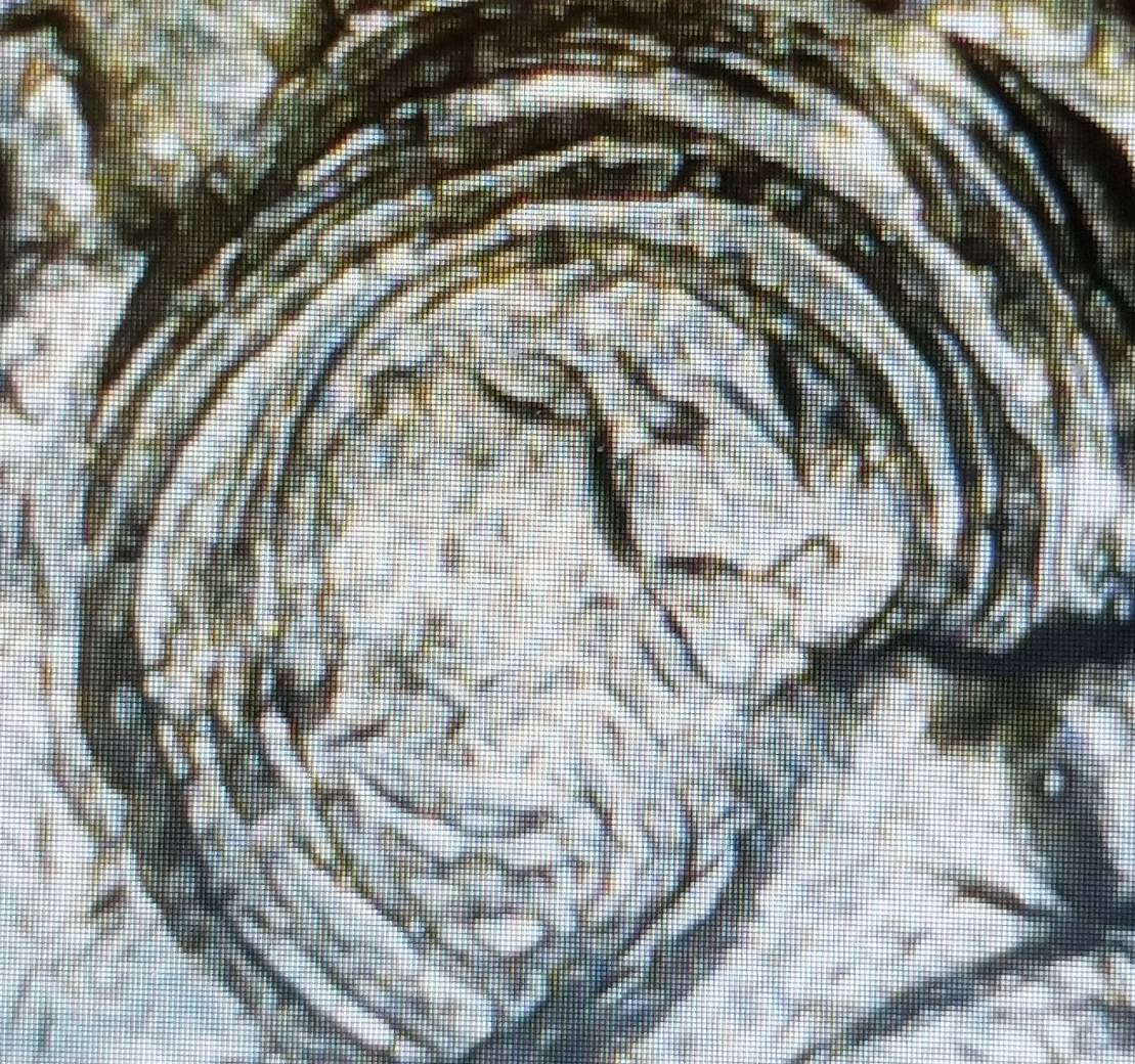 1979-D-Jefferson-Nickel-With-Swirl-On-Obverse