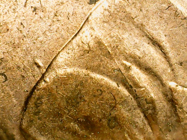 2013-Lincoln--D-Shield-Mule?