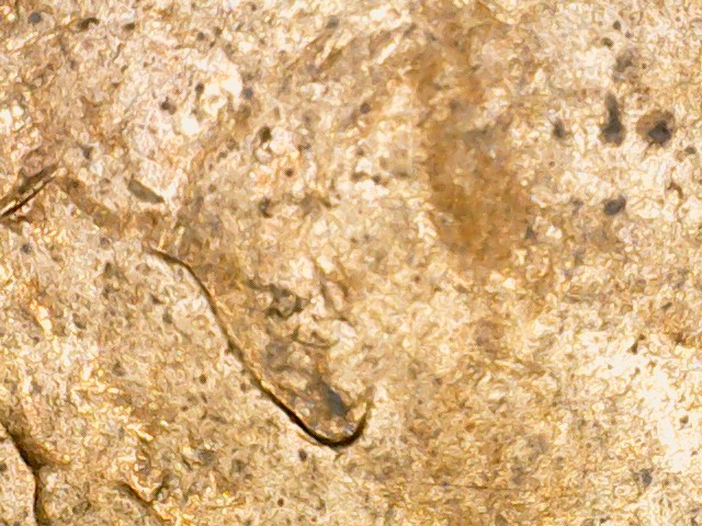 2015-D-Lincoln-Shield-Double-Ear-Obverse