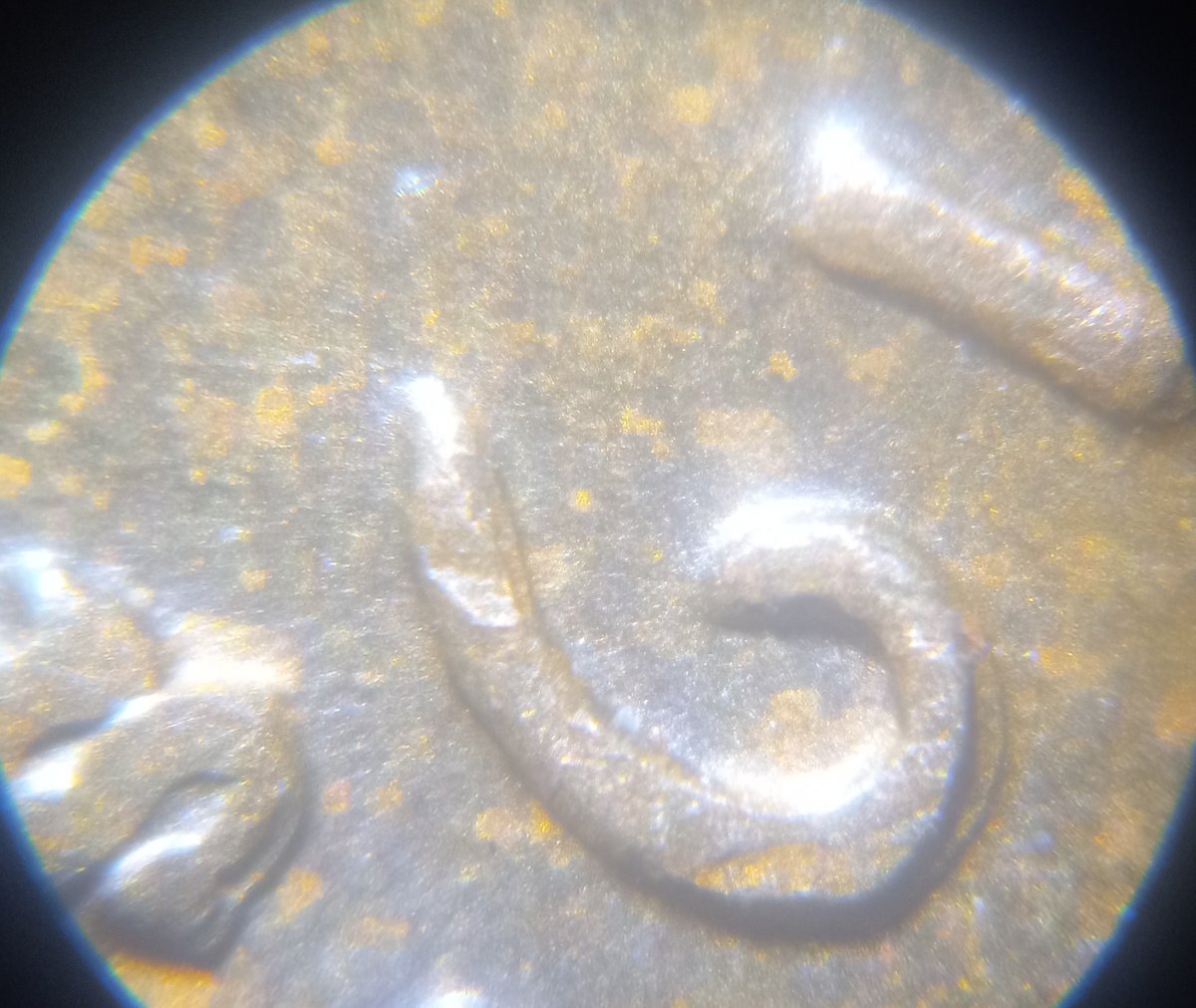 1941-LWC-DDO-Error-Maybe?