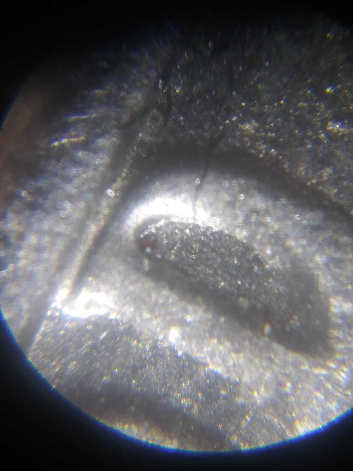 1981-D-Jefferson-Nickel-DDO?