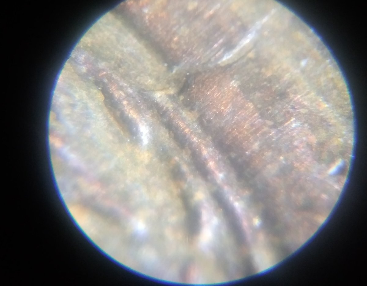 1955-S-Lincoln-Wheat-Cent-Strike-Through-On-Reverse-Right-Side