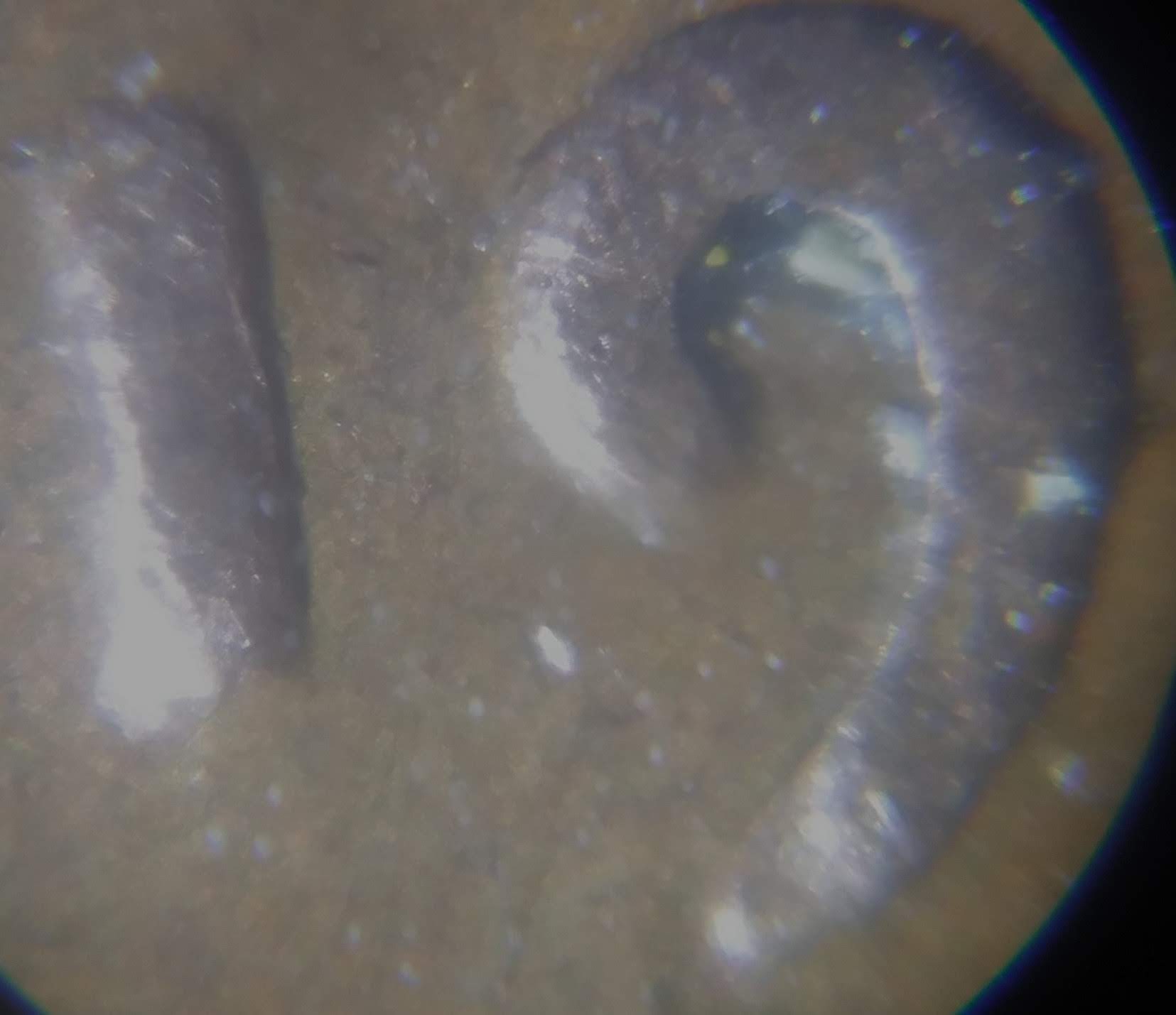 1947-P-Lincoln-Wheat-Cent.-I-Was-Wondering-If-This-Is-Machine-Doubling-On-The-Date