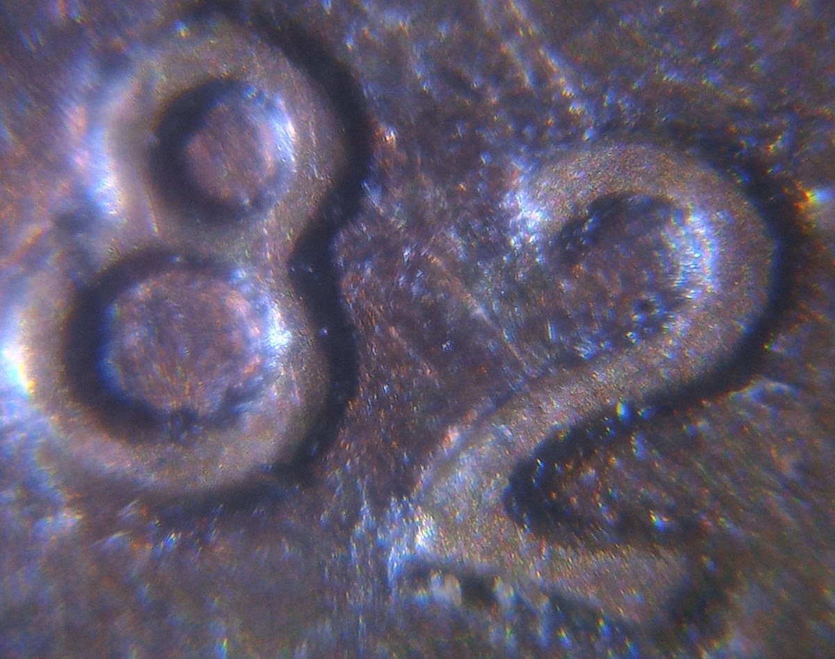1982-D-Lincoln-Cent-Do?-Also-Epu-Look-Diff