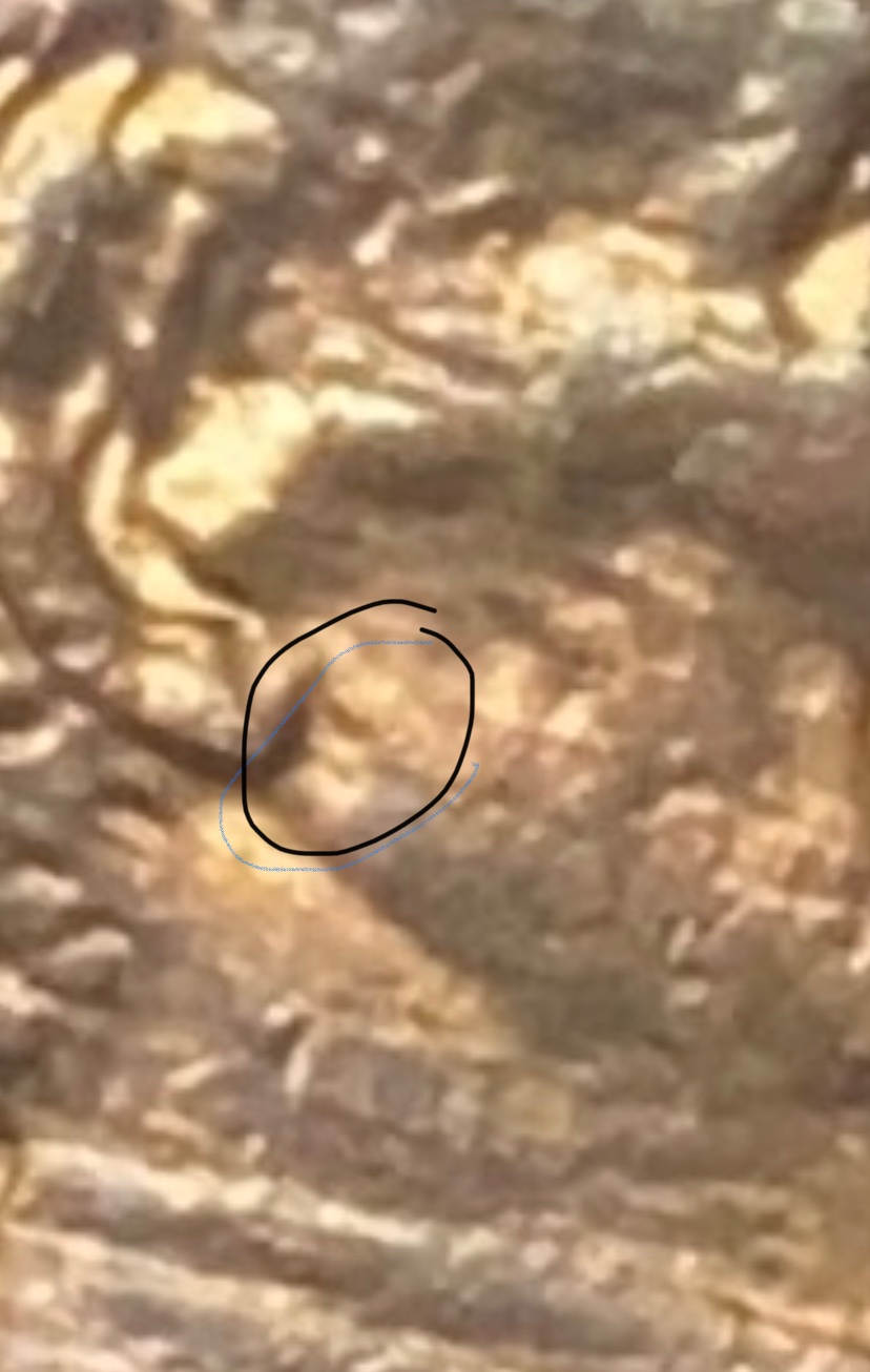 1984-Lincoln-Cent---What's-Under-His-Ear?